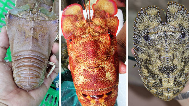 Tôm mũ ni có 3 loại: tôm mũ ni đỏ, tôm mũ ni trắng và tôm mũ ni đen. Trong đó, tôm mũi ni đỏ là hiếm và đắt nhất.