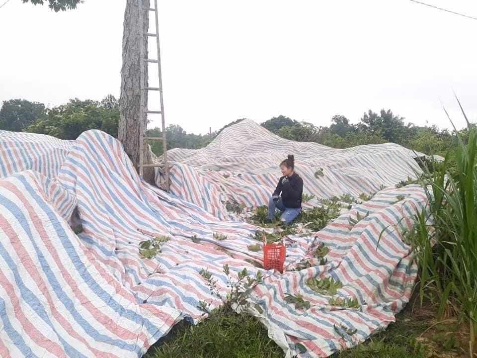 Hái thuê thứ quả đặc sản đen sì, nông dân đút túi tiền triệu - Hình 2 Hai thue thu qua dac san den si, nong dan dut tui tien trieu-Hinh-2