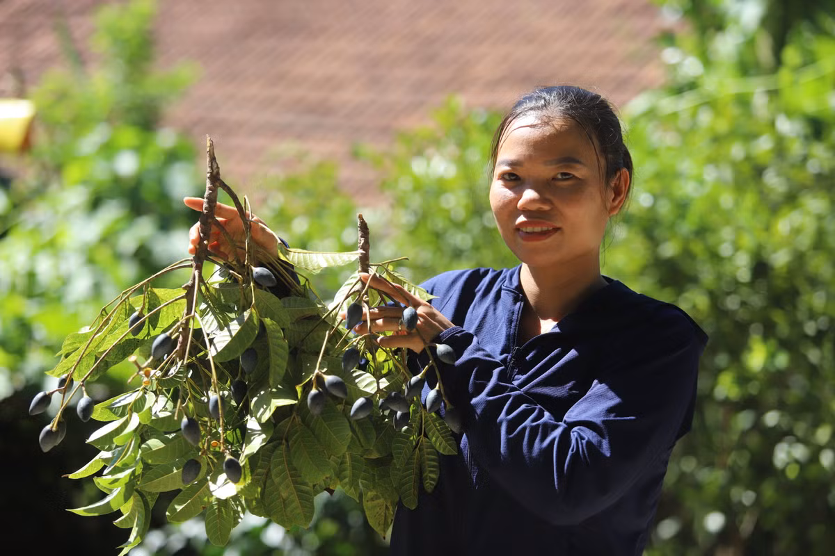 Hái thuê thứ quả đặc sản đen sì, nông dân đút túi tiền triệu - Hình 3 Hai thue thu qua dac san den si, nong dan dut tui tien trieu-Hinh-3