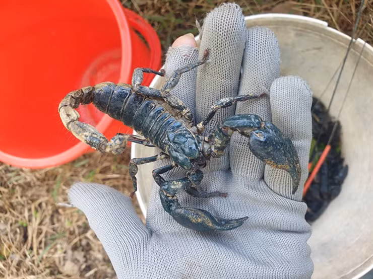 Nhắc tới bọ cạp, nhiều người sẽ nghĩ ngay đến con vật đáng sợ với chiếc nọc độc ở đuôi