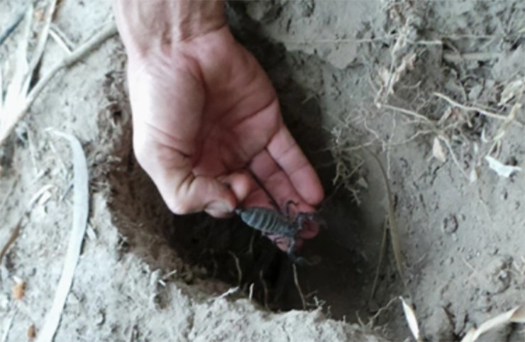 Đến vùng Bảy Núi hay còn gọi là Thất Sơn ở tỉnh An Giang, du khách sẽ có có cơ hội nếm thử những món ăn nổi tiếng từ bọ cạp.