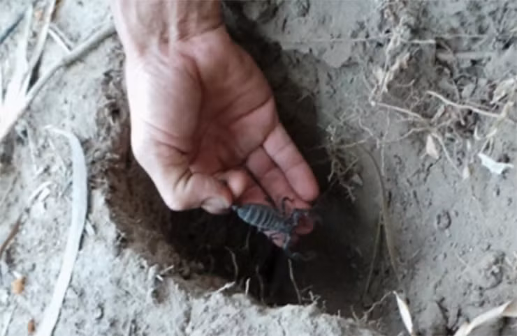 Đến vùng Bảy Núi hay còn gọi là Thất Sơn ở tỉnh An Giang, du khách sẽ có có cơ hội nếm thử những món ăn nổi tiếng từ bọ cạp.