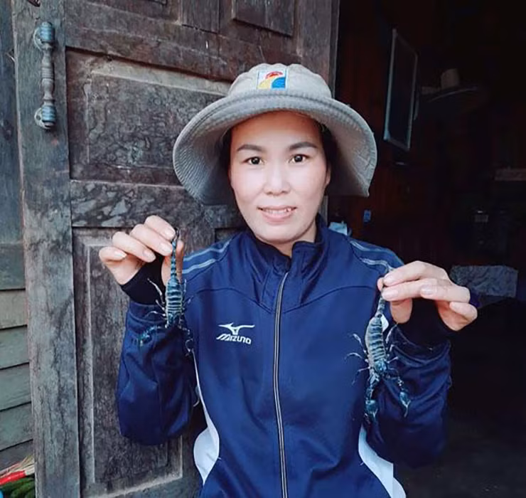 Người dân ở nhiều nơi đã coi nghề săn bọ cạp núi là nghề tay trái “hái ra tiền, nếu may mắn mỗi ngày có thể kiếm được cả triệu đồng