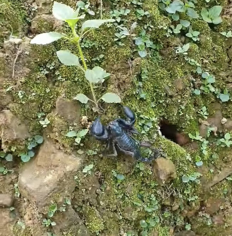 Loại kiến được dùng để săn bọ cạp là loại kiến bù nhọt, thường sống ở các lô cao su. Chúng có bản tính hung hăng, sức chiến đấu cao và rất độc.