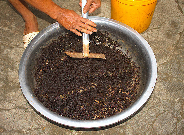 Mấy năm nay người dân nghĩ ra tuyệt chiêu dùng kiến để bắt bọ cạp nhanh gọn mà không mấy tốn sức.