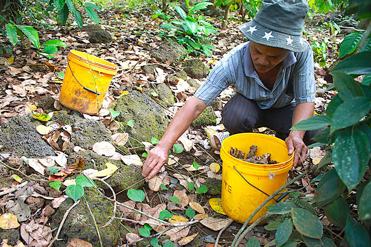 Hang bọ cạp tương tự hang cua đồng, to hơn hang dế nhưng dẹp chứ không tròn, phải những người đi săn có kinh nghiệm mới dễ dàng phân biệt