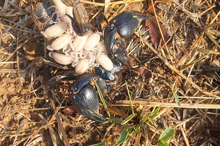 Bọ cạp sinh sản từ 20-30 con mỗi lứa. Khoảng 1-2 tháng chúng lại đẻ lứa mới. Vì vậy, những người đi bắt bọ cạp thường chỉ bắt con to, không bắt bọ cạp mang bầu