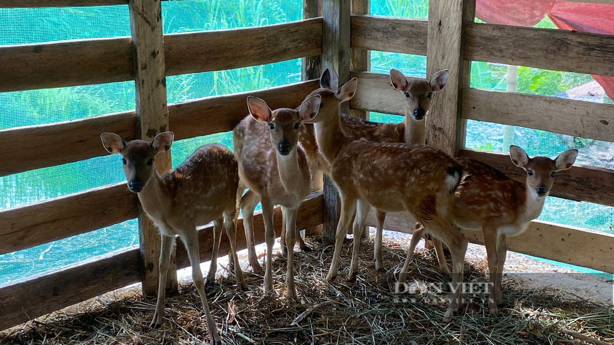 Nuôi hươu sao, anh nông dân 9X Lai Châu lãi tiền tỷ/năm - Hình 3 Nuoi huou sao, anh nong dan 9X Lai Chau lai tien ty/nam-Hinh-3