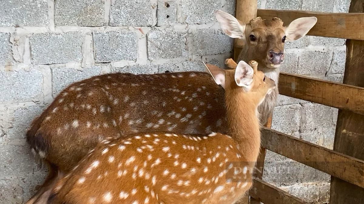 Nuôi hươu sao, anh nông dân 9X Lai Châu lãi tiền tỷ/năm - Hình 4 Nuoi huou sao, anh nong dan 9X Lai Chau lai tien ty/nam-Hinh-4