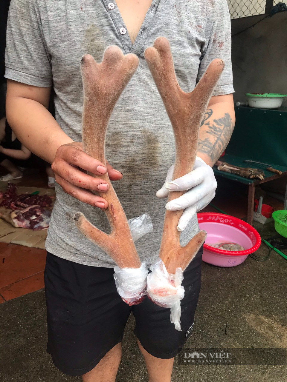 Nuôi hươu sao, anh nông dân 9X Lai Châu lãi tiền tỷ/năm - Hình 6 Nuoi huou sao, anh nong dan 9X Lai Chau lai tien ty/nam-Hinh-6