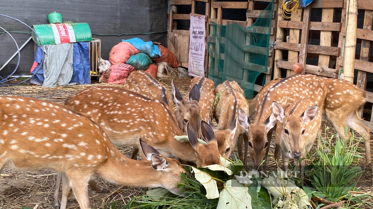 Nuôi hươu sao, anh nông dân 9X Lai Châu lãi tiền tỷ/năm - Hình 5 Nuoi huou sao, anh nong dan 9X Lai Chau lai tien ty/nam-Hinh-5