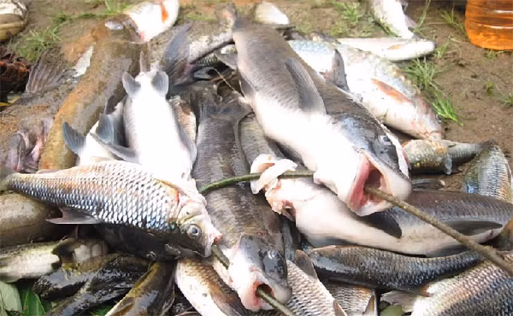 Đây được coi là “ngũ quý hà thủy” cùng với cá anh vũ, cá lăng, cá chiên và cá bỗng, được ghi nhận trong sử sách như một sản vật tiến vua