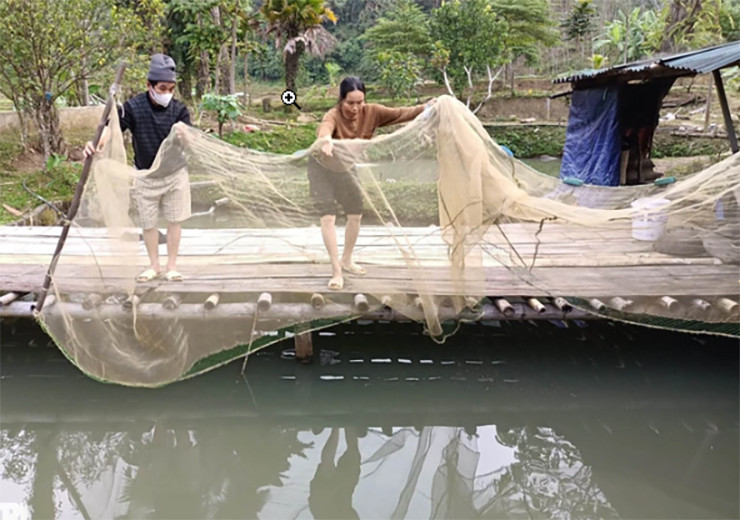 Cá dầm xanh có khả năng kháng bệnh tốt, không bị chết khi thời tiết bất thường, nuôi trồng lại không cần nhiều kỹ thuật và giá cả ổn định