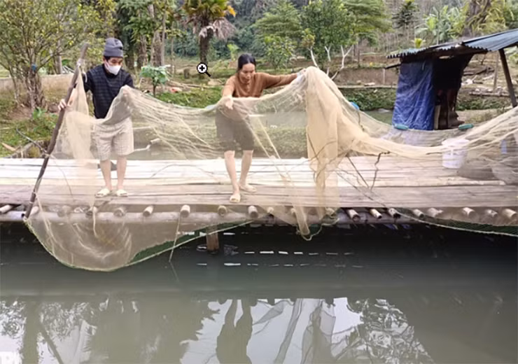 Cá dầm xanh có khả năng kháng bệnh tốt, không bị chết khi thời tiết bất thường, nuôi trồng lại không cần nhiều kỹ thuật và giá cả ổn định