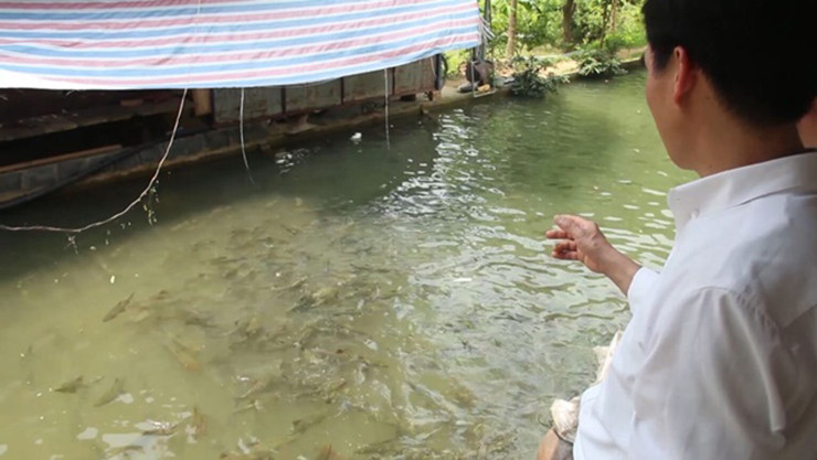 Khi cá nuôi đạt kích cỡ từ 1,5-2 kg là có thể thu hoạch, được các thương lái thu mua tận nơi với giá 250.000 đồng/kg, bình quân mỗi năm một hộ nuôi cá có thu nhập 100 triệu đồng mỗi năm.