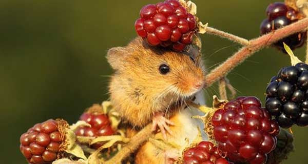 Tuổi Tý. Người tuổi Tý được biết đến với đầu óc linh hoạt. Họ sở hữu năng khiếu xuất sắc về nhiều mặt từ nhỏ. Người tuổi cũng có tâm hồn rất tinh tế, giỏi khám phá những điều mới mẻ. Con giáp này cũng không ngừng tìm kiếm những cơ hội cho riêng mình.