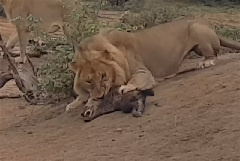 Video: Su tu sat hai linh cau con cuc ky da man