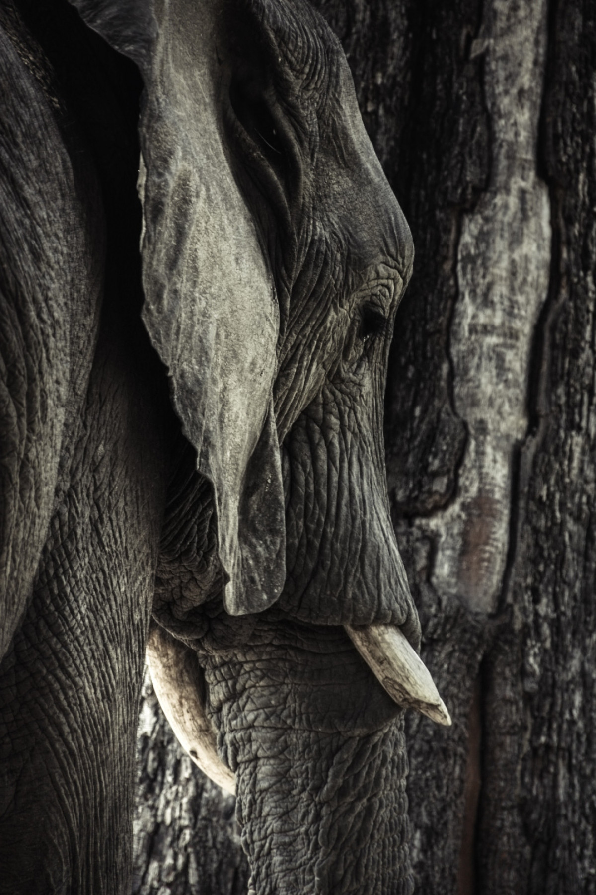 Thân voi hay thân cây?