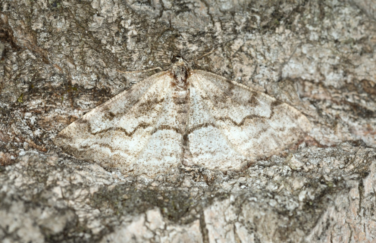 Bướm đêm Geometer chính là bậc thầy ngụy trang trong tự nhiên.