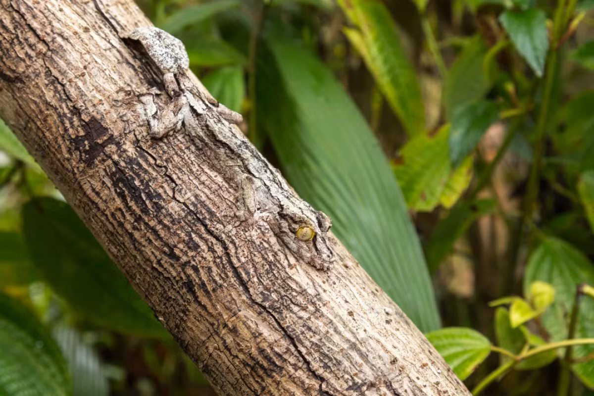Khả năng ngụy trang đỉnh cao của chú tắc kè đuôi lá này khiến chúng ta khó có thể phát hiện ra nó đang bò trên thân cây.