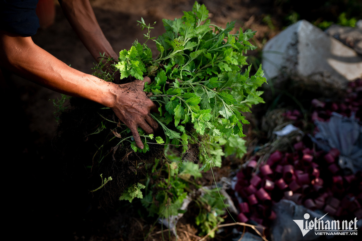 Hang tram nghin goc hoa o TP.HCM san sang don Tet-Hinh-9