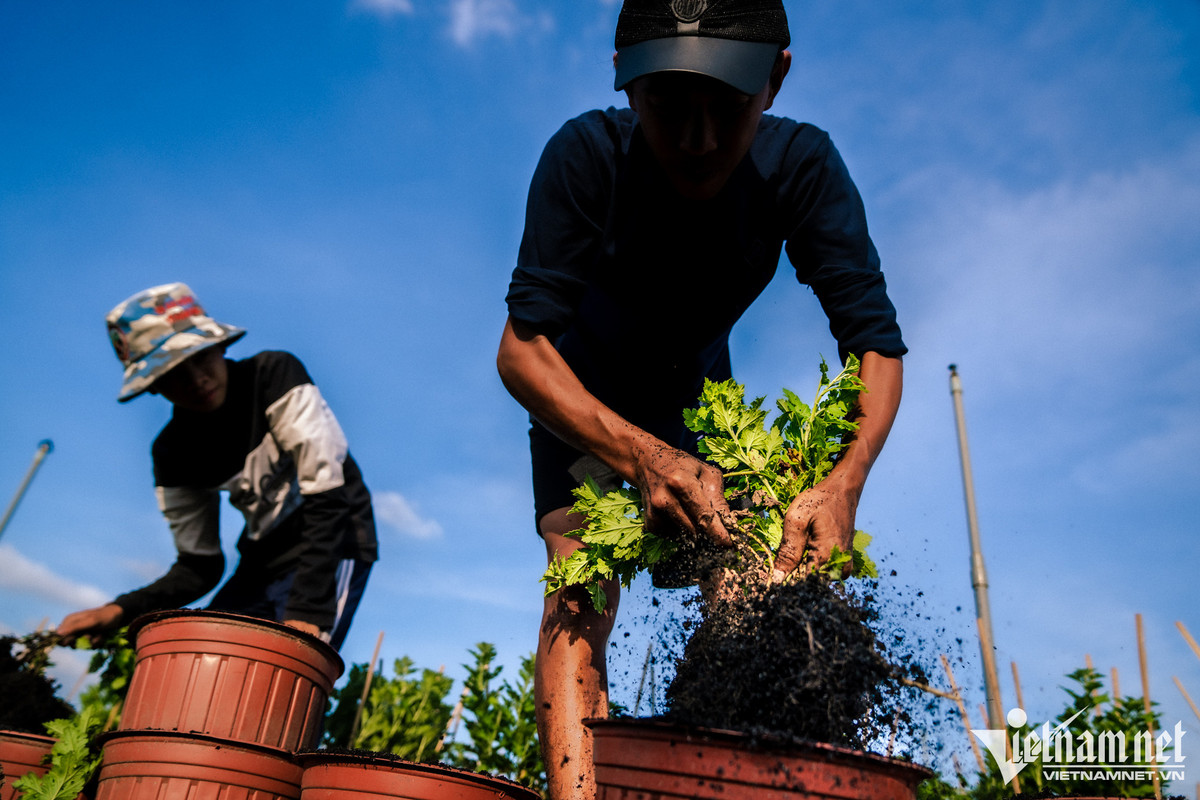 Hang tram nghin goc hoa o TP.HCM san sang don Tet-Hinh-8
