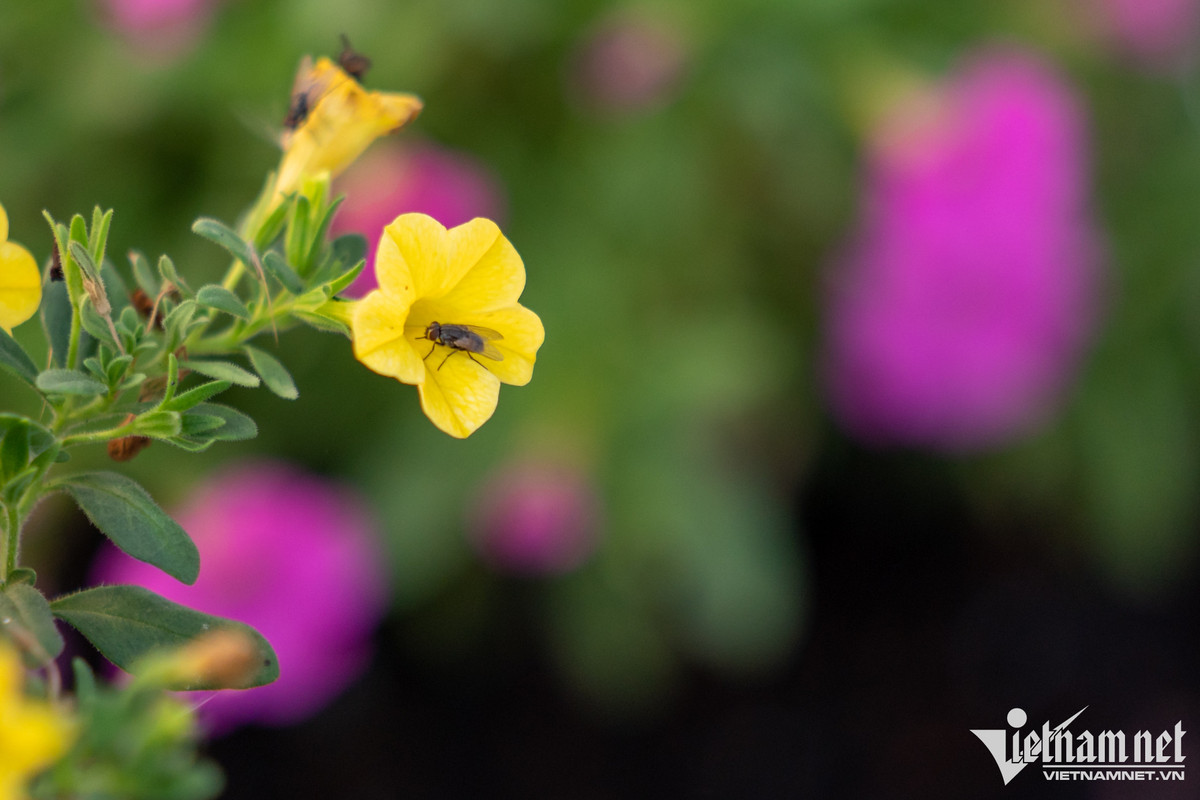 Hang tram nghin goc hoa o TP.HCM san sang don Tet-Hinh-10