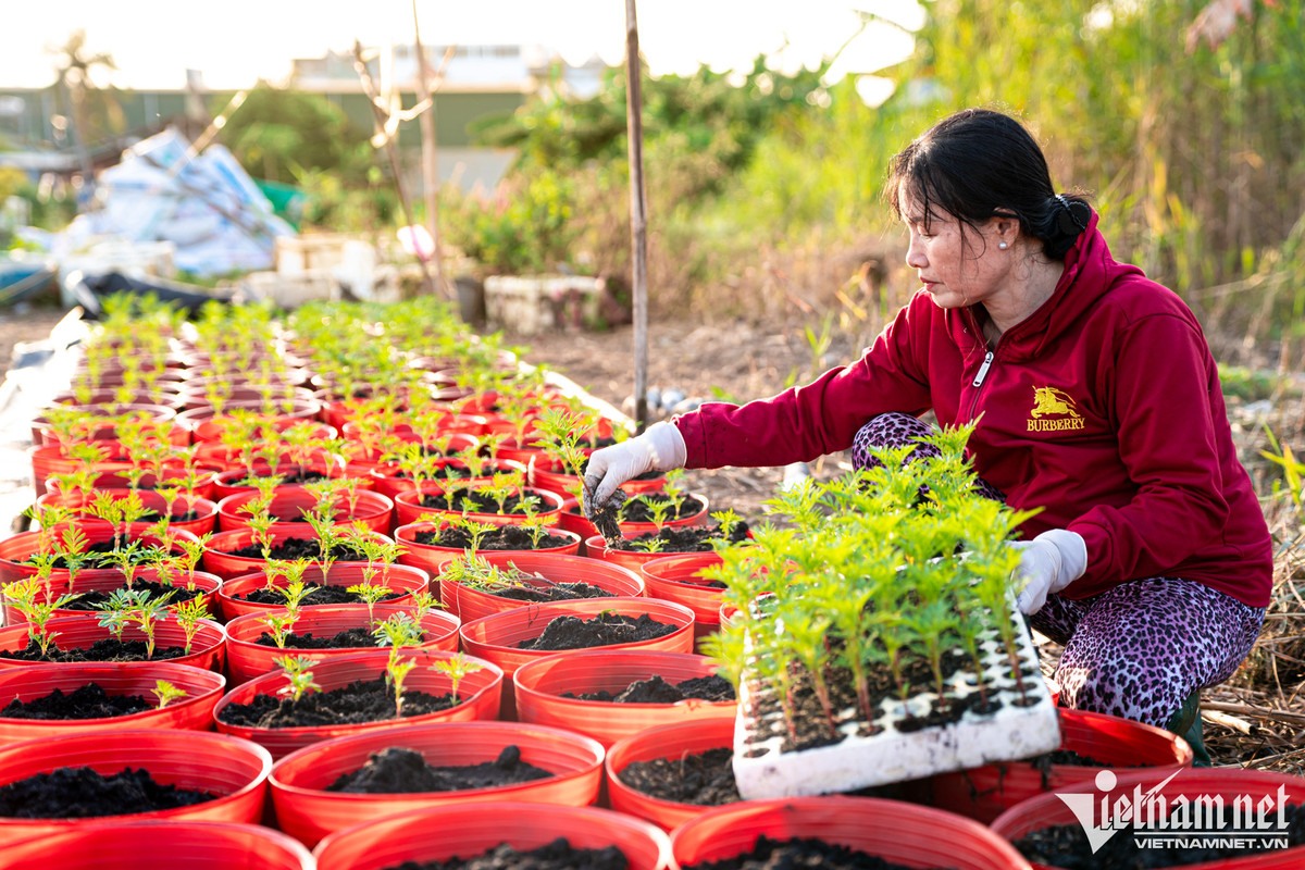 Hang tram nghin goc hoa o TP.HCM san sang don Tet-Hinh-12