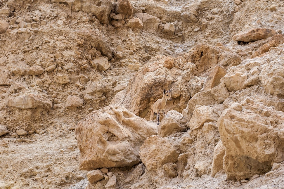 Núi đá là nơi ngụy trang gần như hoàn hảo cho những chú dê núi.