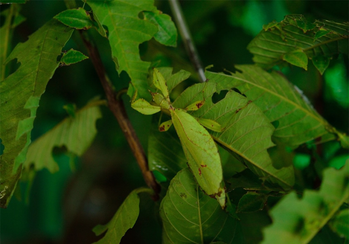 Một hình ảnh khác cho thấy bọ lá thực sự là chuyên gia ngụy trang trong tự nhiên.