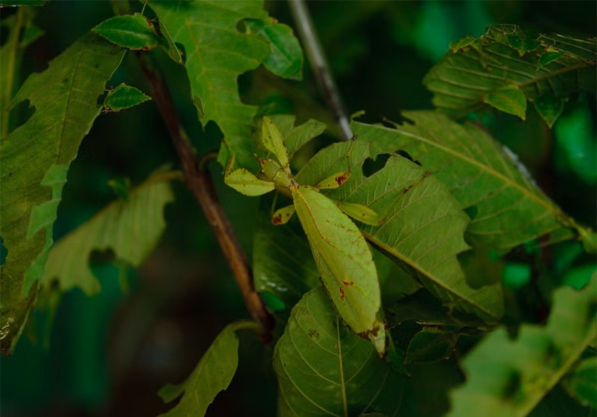 Một hình ảnh khác cho thấy bọ lá thực sự là chuyên gia ngụy trang trong tự nhiên.