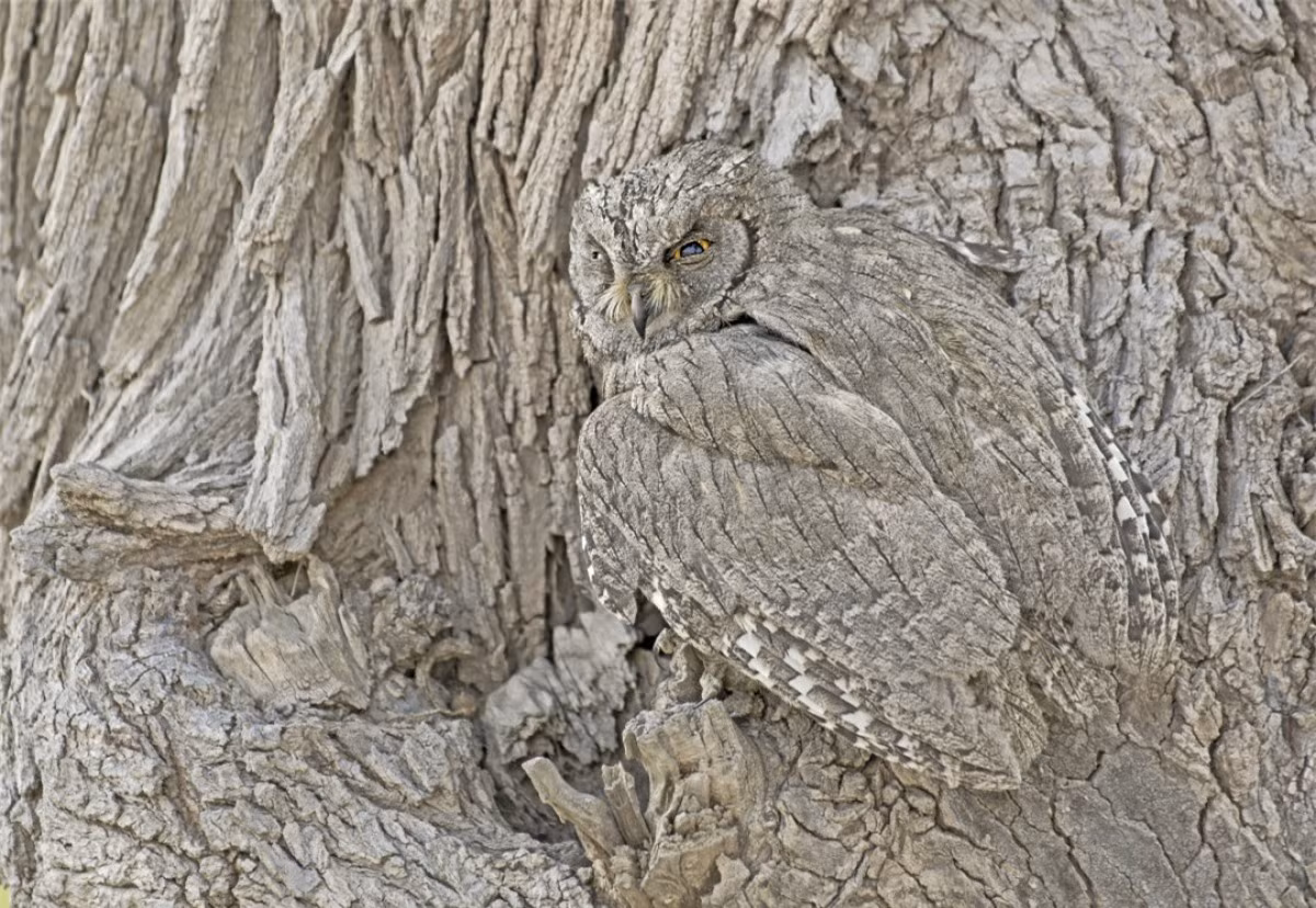 Nghiên cứu chỉ ra rằng những loài chim sống đơn lẻ lựa chọn nơi làm tổ dựa trên họa tiết và màu sắc của chúng.