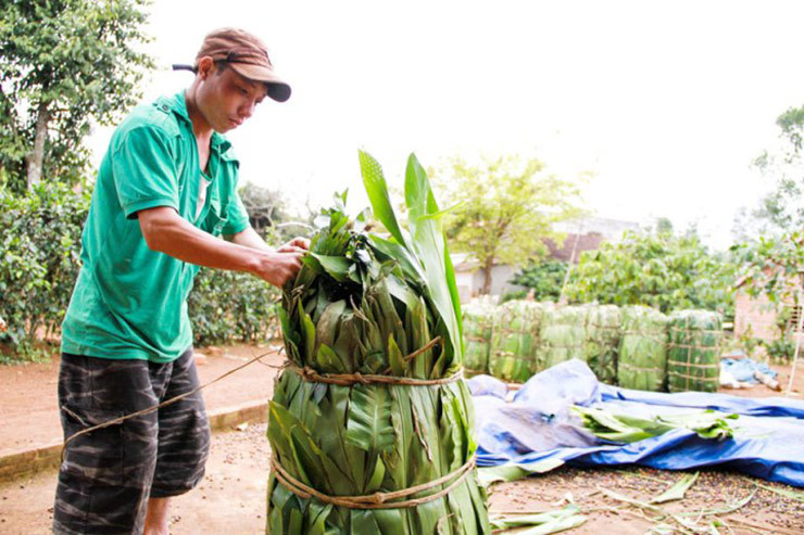 Tại làng lá dong Tràng Cát (Hà Nội), thời điểm này người dân đang chuẩn bị thu hoạch để cung ứng ra thị trường