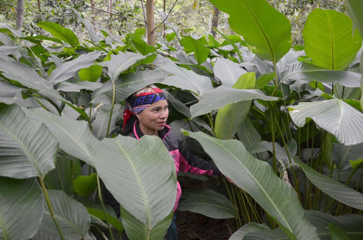 Cây lá dong sinh trưởng mạnh ở những vùng đất ẩm ướt và có bóng râm.