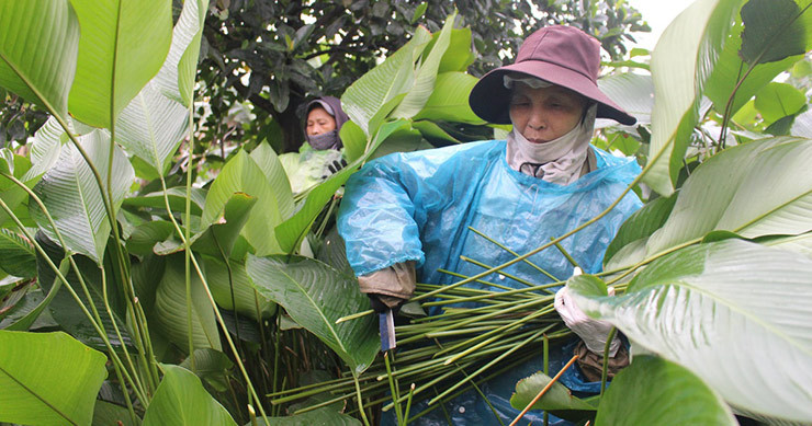 Mỗi vườn lá dong có thể thu hoạch hơn ba vụ trong năm. Mỗi sào Bắc Bộ có thể mang lại thu nhập 20-30 triệu đồng tiền bán lá dong.