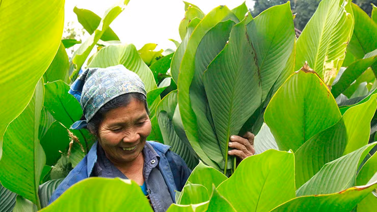 Loai cay truoc moc hoang nay trong la co tien trieu