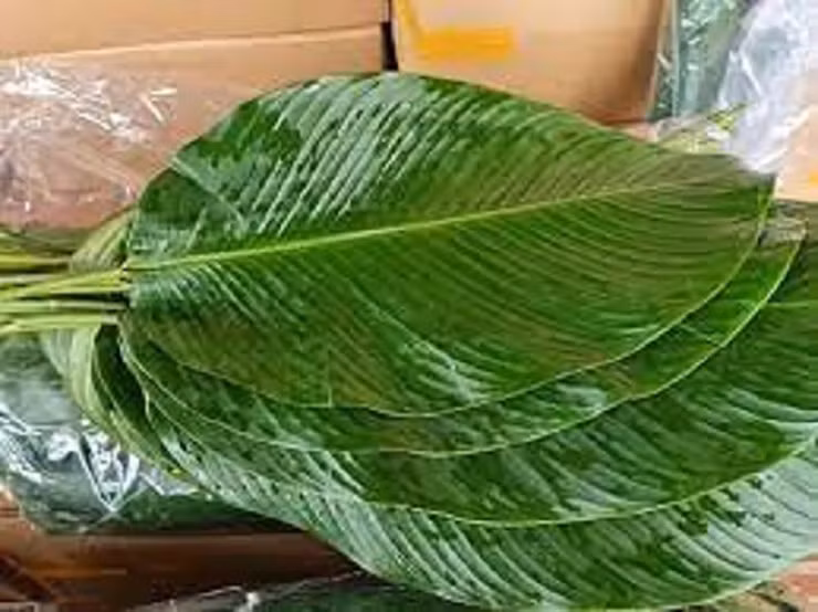 Lá dong xuất sang nước ngoài là hàng chọn lựa: không vàng mép lá, không ố, không thủng lỗ, không dập gẫy lá, không đen, không đất bẩn, không quá già, không cần tước sống, cắt để cuống 7 cm