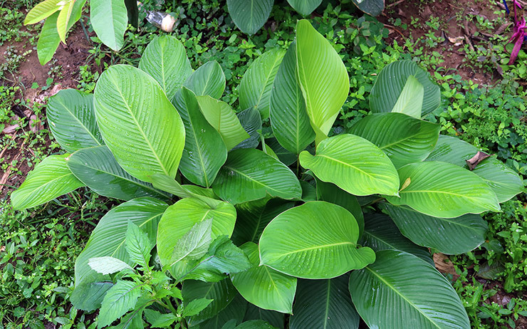 Nếu trước đây cây lá dong mọc ở khắp nơi, không mang lại giá trị kinh tế, thì giờ đây chúng "lên đời", mang lại thu nhập cho người dân