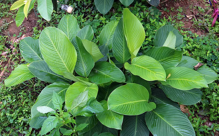 Nếu trước đây cây lá dong mọc ở khắp nơi, không mang lại giá trị kinh tế, thì giờ đây chúng "lên đời", mang lại thu nhập cho người dân