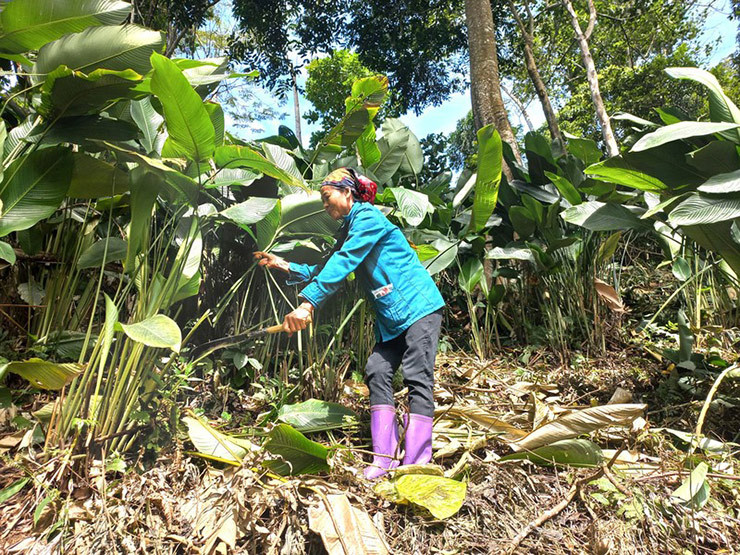 Có 3 loại lá dong: Loại nhỏ đa phần mọi người để gói bánh tét, loại vừa để gói khuôn bánh chưng, loại to để gói tay... Giá từng loại dao động từ 20-50-100 nghìn đồng/bó (100 lá).