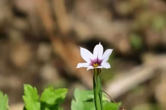 Ve gia dung cho con cai ba loai tien nay, keo phan tac dung-Hinh-3