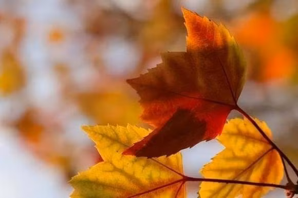 Ve gia dung cho con cai ba loai tien nay, keo phan tac dung