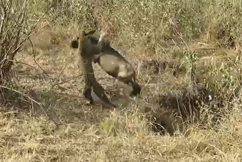Video: Báo hoa mai chặn đường giết linh dương đầu bò Video: Bao hoa mai chan duong giet linh duong dau bo