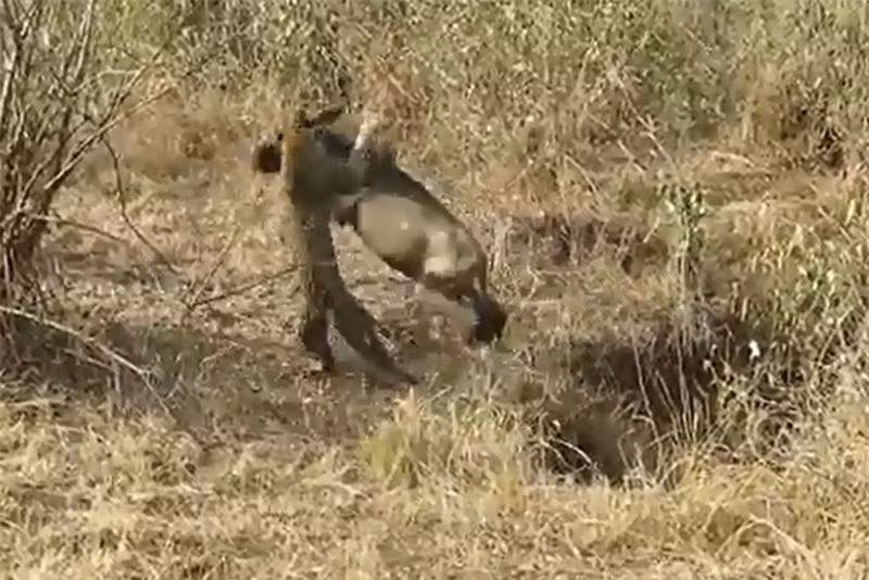 Video: Báo hoa mai chặn đường giết linh dương đầu bò Video: Bao hoa mai chan duong giet linh duong dau bo