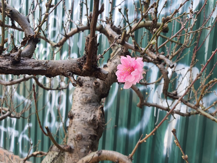 Buoi canh xuong pho co gia hang chuc trieu dong/goc-Hinh-11