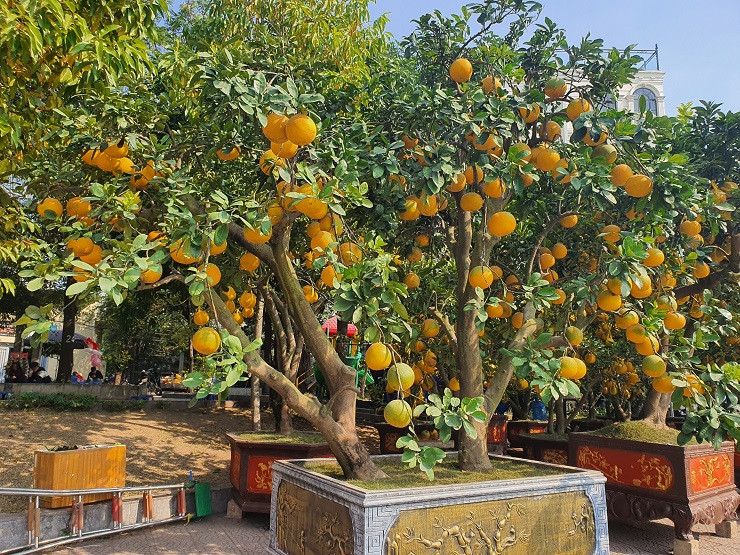 Buoi canh xuong pho co gia hang chuc trieu dong/goc-Hinh-6