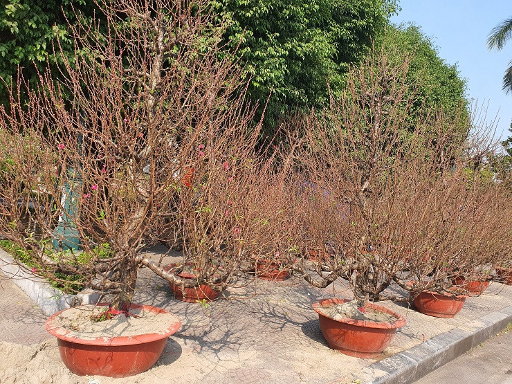 Buoi canh xuong pho co gia hang chuc trieu dong/goc-Hinh-15