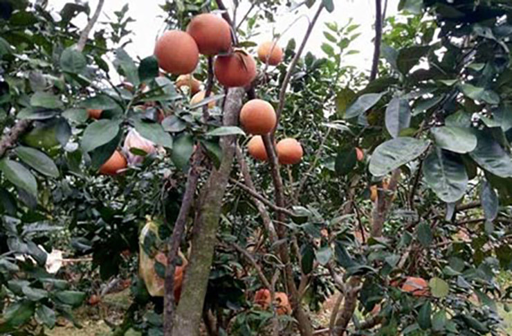 Khi đó người dân đem ra chợ bán chỉ mong kiếm thêm vài đồng cho Tết, chứ không ai nghĩ nó lại có giá trị cao như bây giờ.