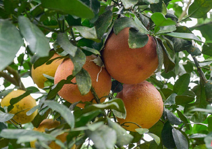 Hơn 10 năm trước, giống bưởi này gần như bị lãng quên, một phần do khó trồng, năng suất thấp mà không được thơm ngon