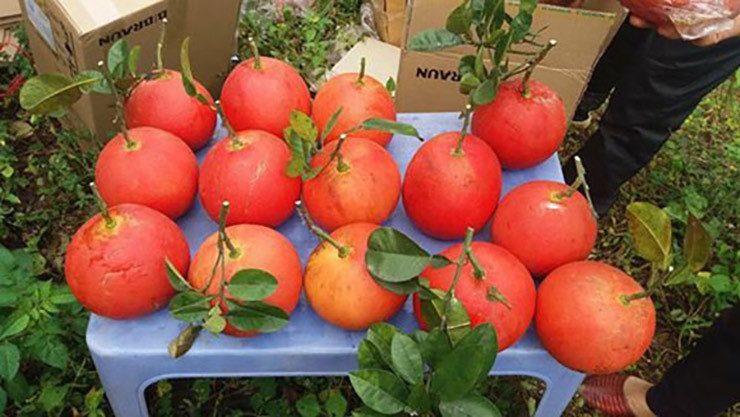 Trước đây, bưởi đỏ Luận Văn là sản vật dùng để tiến Vua